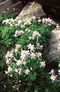 Columbine flowers; Rawah Wilderness, Colorado