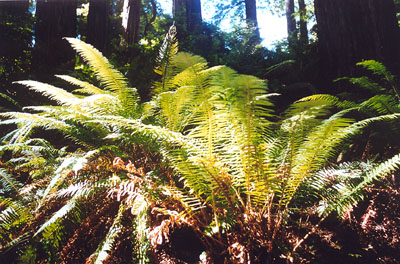 Sword Ferns in the redwood forest