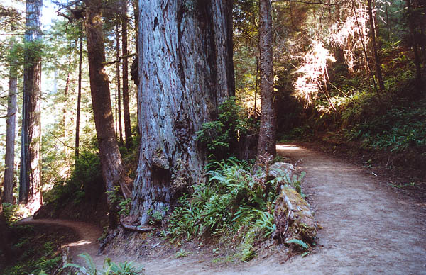 A bend in the trail; Prairie Creek State Park, California