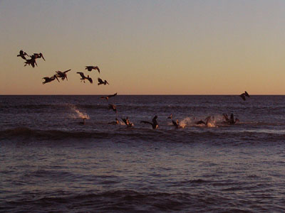 The pelican eating-machine