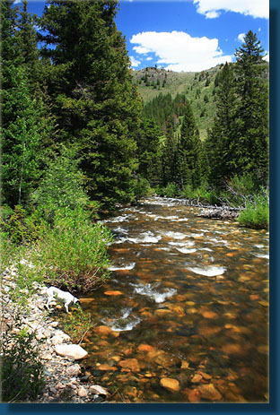 Cobble bottom of Rock Creek seen through the water