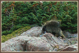 Porcupine near Norris Creek