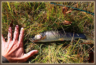 First trout of the morning from Roxy Ann Lake