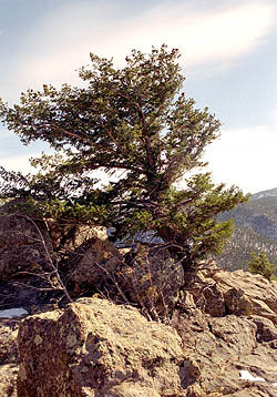 A stunted, bent Douglas fir at the summit.