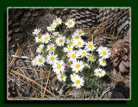 white daisies