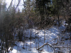 Tough going through thick brush and snow