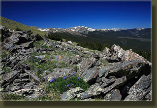 Stormy Peaks and wildflowers from Signal Mt