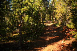 Killpecker Creek Trail / Middle & South Bald Mountains