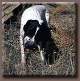 Frank chomps a ground squirrel