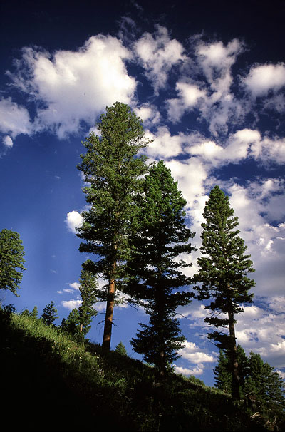 Pines along Stoddard Creek, Idaho