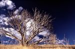 Pinyon Ridge