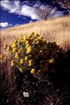 Pinyon Ridge