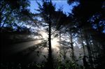 Cummins Creek Wildernes