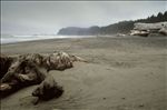 Olympic National Park