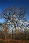 Fort Worth Nature Center