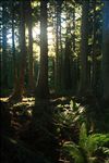 Cascade Head Experimental Forest