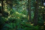 Cascade Head Experimental Forest