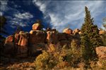 Medicine Bow National Forest