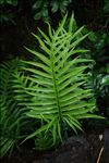 Lauae Fern