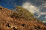 Ka'Iwi Shoreline