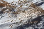 snowdrifts
