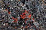 lichen on granite