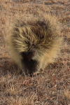 porcupine