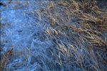 Ice patterns