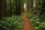 Siuslaw National Forest