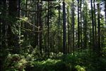 Siuslaw National Forest