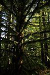 Siuslaw National Forest