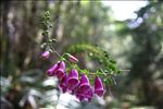 Siuslaw National Forest