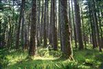 Siuslaw National Forest