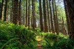 Siuslaw National Forest