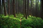 Siuslaw National Forest