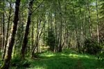 Siuslaw National Forest