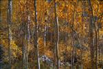 yellow fall aspen