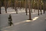 Lodgepole pines