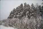 Snowy Trees