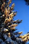 Snowy Spruce