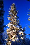 Snowy Spruce