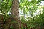 American beech tree