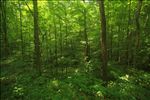 hardwood forest