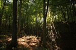 Beaver Creek Wilderness