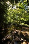 Beaver Creek Wilderness