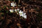 Hepatica triloba