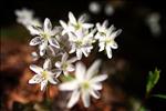 Hepatica triloba