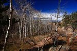 Medicine Bow National Forest