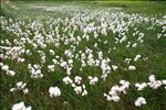 Cotton Grass