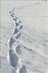 Snow Footprints